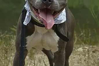Draco 1,5 roczny amstaff czeka na dom,  śląskie So