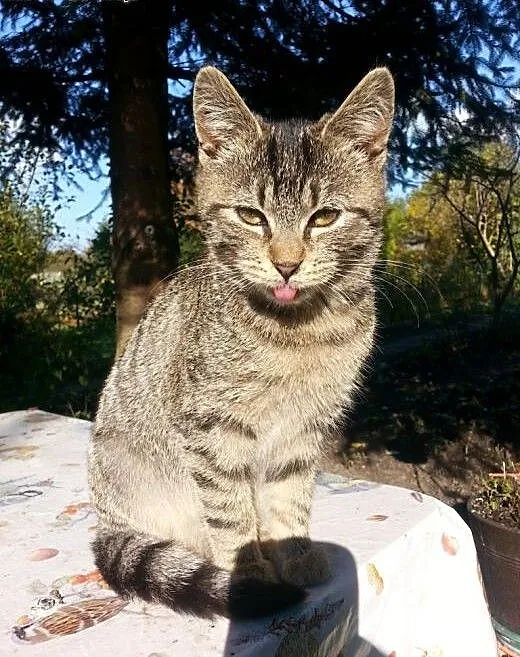 Lori szuka domu!:), dolnośląskie Jelenia Góra