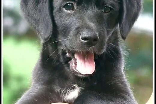 Cooper - dwumiesięczna kuleczka czeka na Ciebie!!!