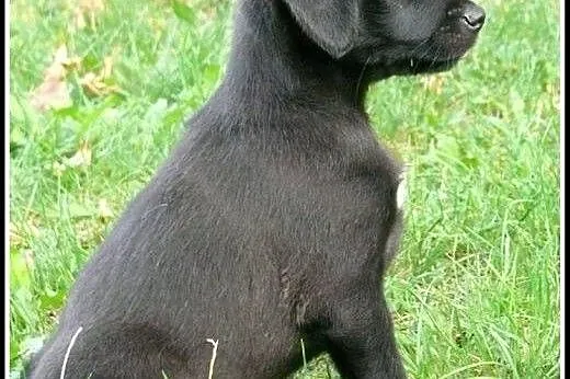 Cooper - dwumiesięczna kuleczka czeka na Ciebie!!!