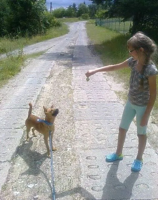 Wesoły Mikuś szuka domku, pomorskie Malbork