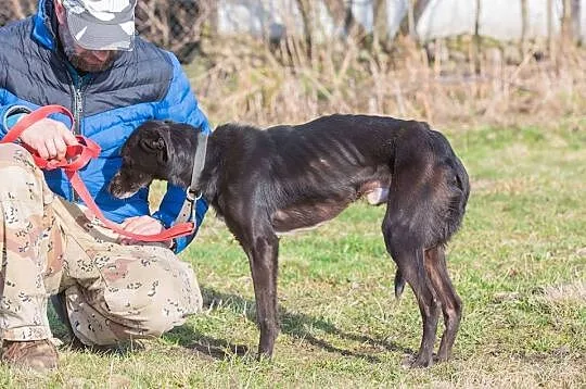 12 miesięczny Mambo odebrany z piekła!