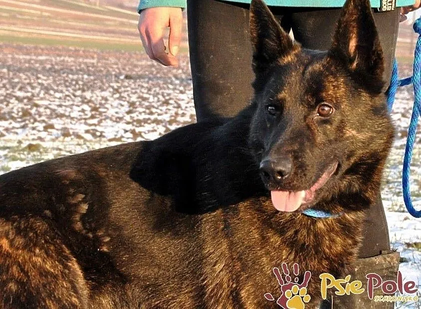 BARRONEK-super fajny, miły, wesoły owczarek szuka domu, adopcja, Małopolskie, Kraków