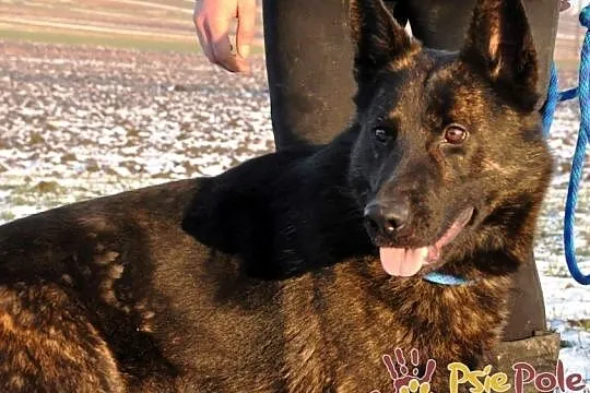 BARRONEK-super fajny, miły, wesoły owczarek szuka domu, adopcja, Małopolskie, Kraków