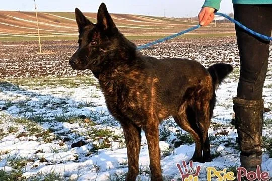 BARRONEK-super fajny, miły, wesoły owczarek szuka domu, adopcja, Małopolskie, Kraków