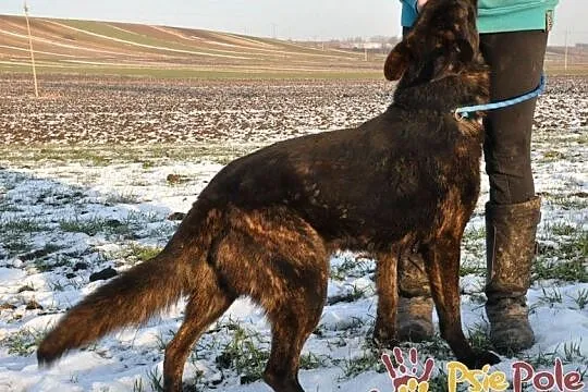 BARRONEK-super fajny, miły, wesoły owczarek szuka domu, adopcja, Małopolskie, Kraków