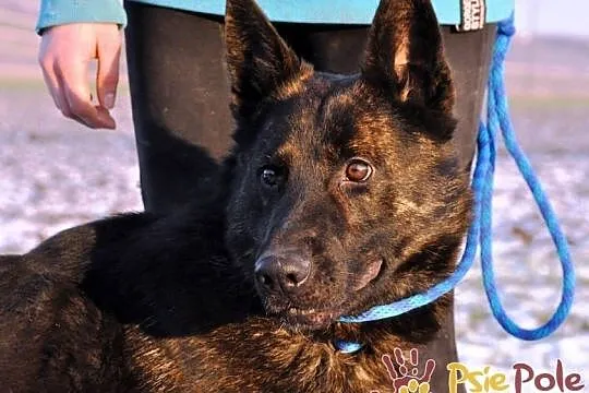 BARRONEK-super fajny, miły, wesoły owczarek szuka domu, adopcja, Małopolskie, Kraków