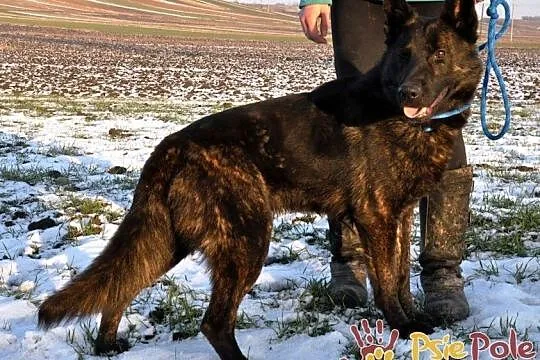 BARRONEK-super fajny, miły, wesoły owczarek szuka domu, adopcja, Małopolskie, Kraków