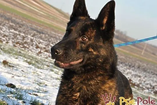 BARRONEK-super fajny, miły, wesoły owczarek szuka domu, adopcja, Małopolskie, Kraków