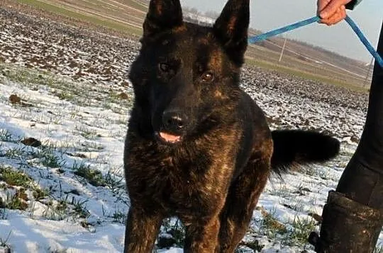 BARRONEK-super fajny, miły, wesoły owczarek szuka domu, adopcja, Małopolskie, Kraków