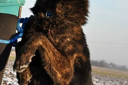 BARRONEK-super fajny, miły, wesoły owczarek szuka domu, adopcja, Małopolskie, Kraków