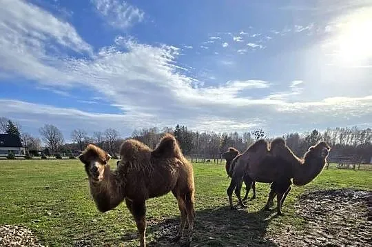 Wielbłąd dwugarbny samica z 2025r., Śląskie, Poczesna
