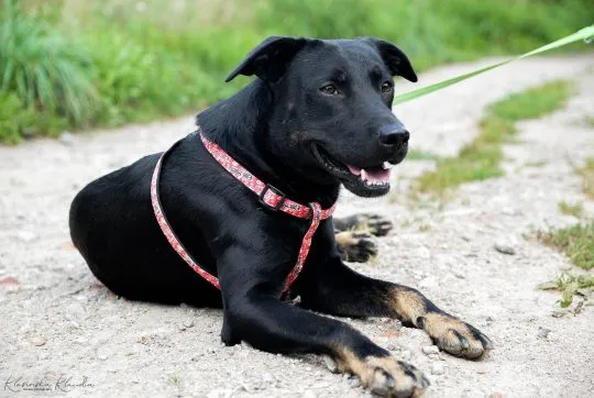 Bambo - wesoły, pełen życia, grzeczny psiak!  Bambo jest młodym około 3 letnim, średniej wielkości p, , Warszawa