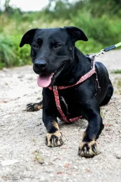 Bambo - wesoły, pełen życia, grzeczny psiak!  Bambo jest młodym około 3 letnim, średniej wielkości p, , Warszawa