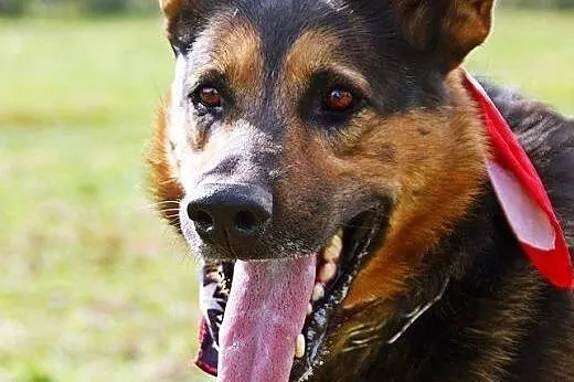 Fred - Kochany i mądry psiak potrzebuje domku ,  m