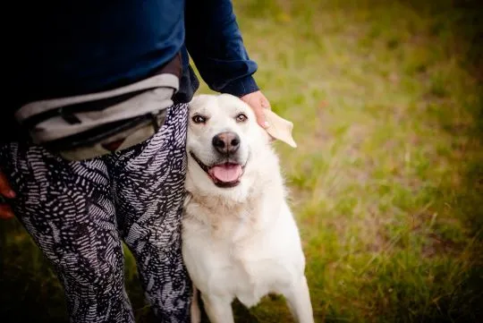 Kokos -przyjazny biszkoptowy labek szuka domu!  Kokos to kilkuletni psiak w typie labradora - maślan, , Warszawa