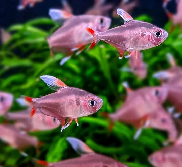 Bystrzyk ozdobny odmiana WHITE FIN - Hyphessobrycon ornatus, Pomorskie, Gdańsk