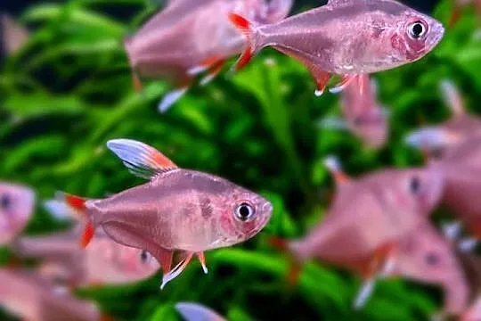 Bystrzyk ozdobny odmiana WHITE FIN - Hyphessobrycon ornatus, Pomorskie, Gdańsk