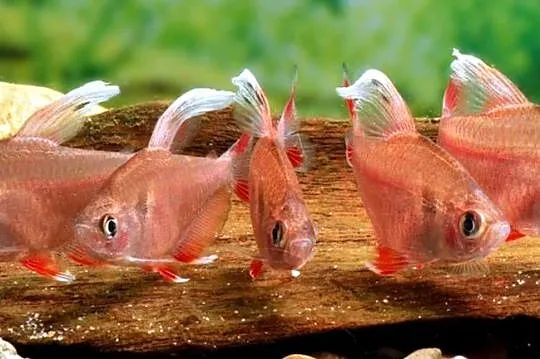 Bystrzyk ozdobny odmiana WHITE FIN - Hyphessobrycon ornatus, Pomorskie, Gdańsk