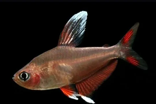 Bystrzyk ozdobny odmiana WHITE FIN - Hyphessobrycon ornatus, Pomorskie, Gdańsk