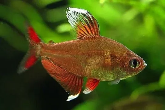 Bystrzyk ozdobny odmiana WHITE FIN - Hyphessobrycon ornatus, Pomorskie, Gdańsk