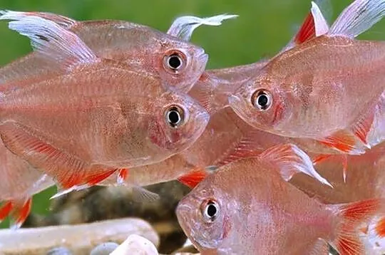 Bystrzyk ozdobny odmiana WHITE FIN - Hyphessobrycon ornatus, Pomorskie, Gdańsk