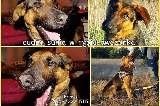 Kalina piękna sunia w typie owczarka szuka kochają
