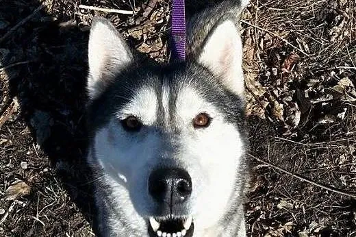 Hasunia - młoda suczka siberian husky PILNIE szuka