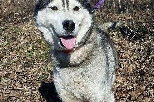 Hasunia - młoda suczka siberian husky PILNIE szuka