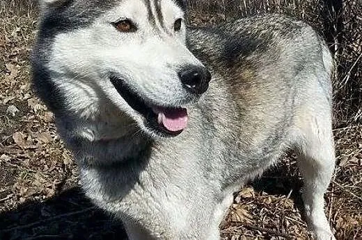 Hasunia - młoda suczka siberian husky PILNIE szuka