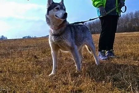 Hasunia - młoda suczka siberian husky PILNIE szuka