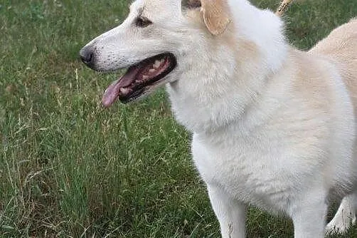 Biszkoptowa sunia szuka domu