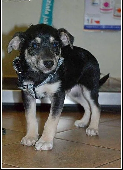 2mies. uroczy Elvis - do pokochania od zaraz !, m