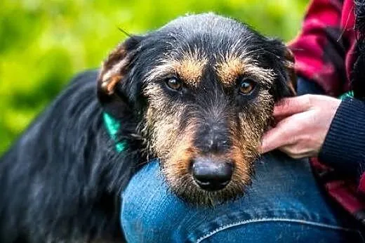Zwinny Dżager już czeka na wymarzonego człowieka.,