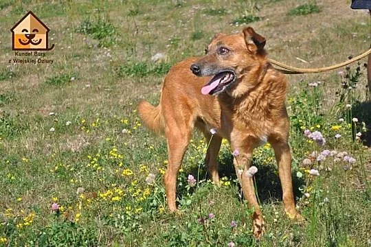 Przyjazny Pazur, czyli pies charakterem do adopcji