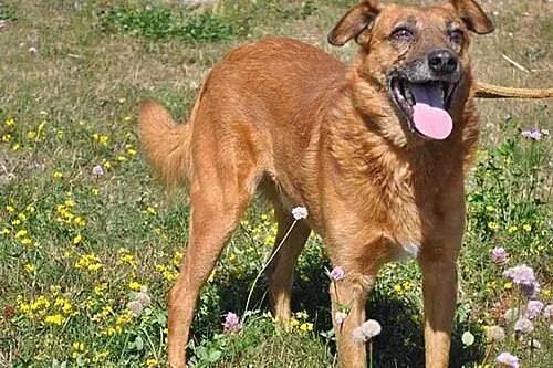 Przyjazny Pazur, czyli pies charakterem do adopcji