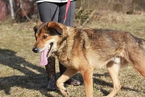 Kojot marzy o tym aby mieć cudowny dom adoptuj go 