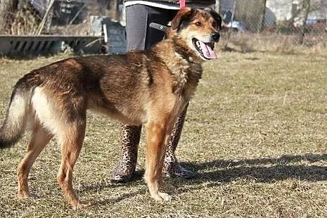 Kojot marzy o tym aby mieć cudowny dom adoptuj go 