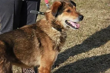 Kojot marzy o tym aby mieć cudowny dom adoptuj go 