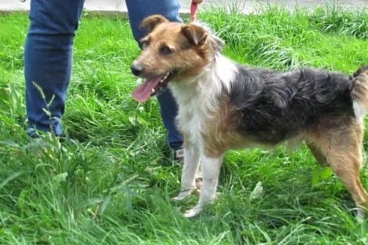 Czaruś - w typie Fox Terriera,  śląskie Katowice