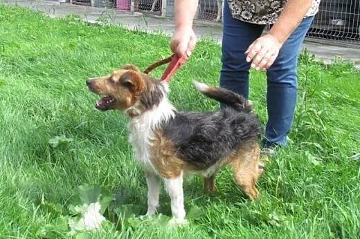 Czaruś - w typie Fox Terriera,  śląskie Katowice