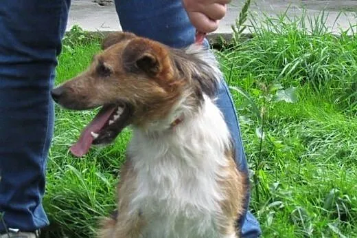 Czaruś - w typie Fox Terriera,  śląskie Katowice