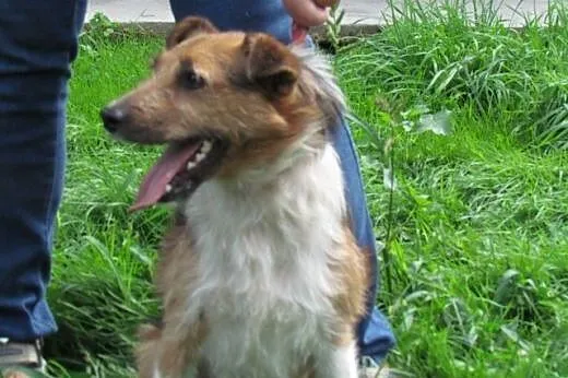 Czaruś - w typie Fox Terriera,  śląskie Katowice