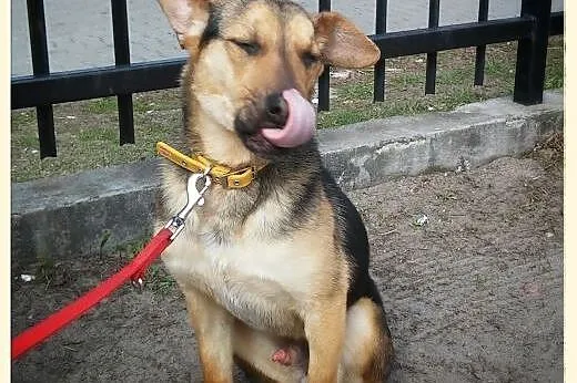 Maks to 6-7 miesc dzieciak do adopcji!!!,  Kundelk