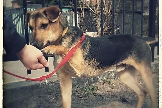 Maks to 6-7 miesc dzieciak do adopcji!!!,  Kundelk