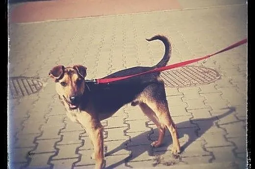 Maks to 6-7 miesc dzieciak do adopcji!!!,  Kundelk