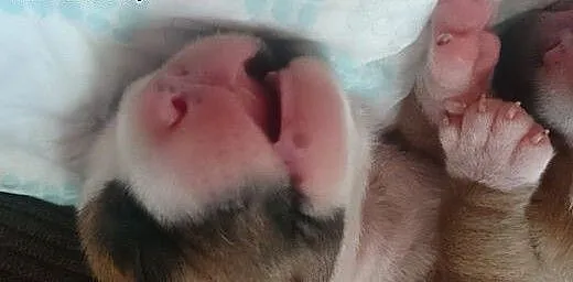 Szczenięta Amstaff, małopolskie Kraków