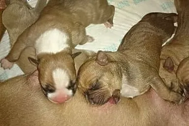 Szczenięta Amstaff,  małopolskie Kraków