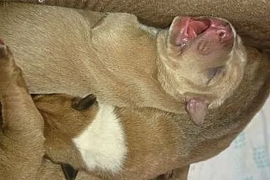 Szczenięta Amstaff,  małopolskie Kraków