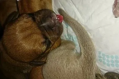 Szczenięta Amstaff,  małopolskie Kraków